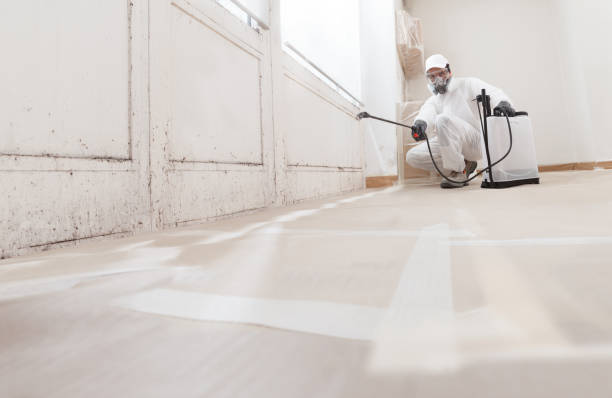 24/7 Emergency Attic Mold Removal experts in Haslett, MI