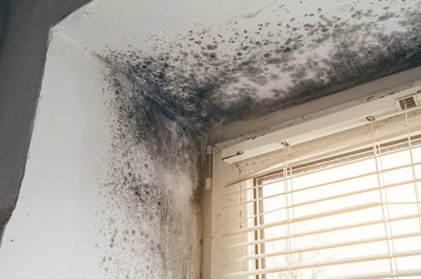 Affordable Mold Cleanup solutions in Haslett, MI